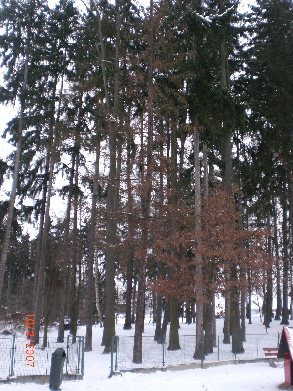 Zavináč 30.11.2010 (31)