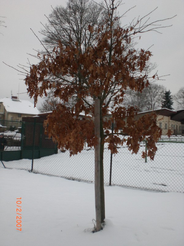 Zavináč 30.11.2010 (61)