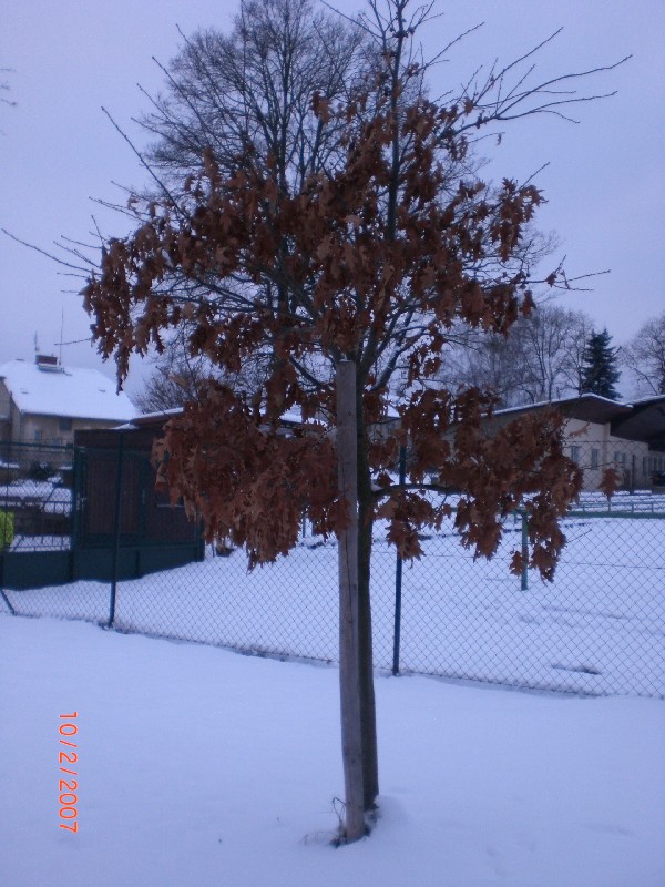 Zavináč 30.11.2010 (62)